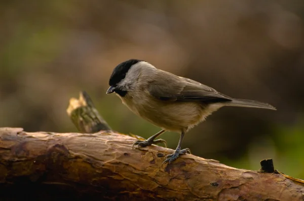 Blackface - Poecile montanus — Stock Photo, Image