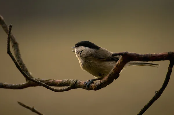 Černohubých - druhy drobných pěvců montanus — Stock fotografie