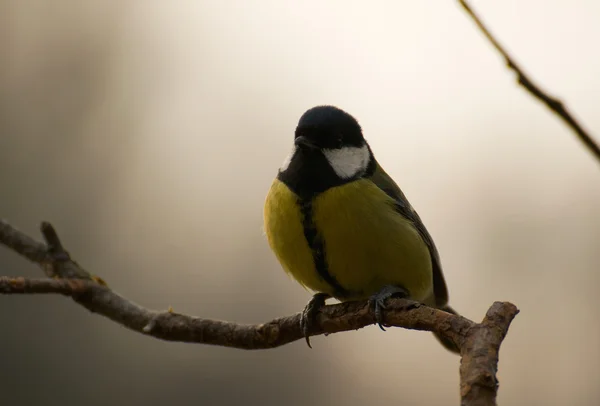 Тит - Parus major — стоковое фото