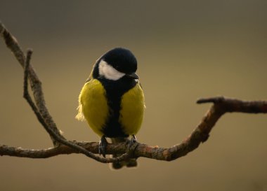 Tit - Parus major