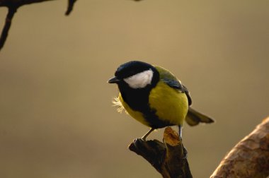 Tit - Parus major