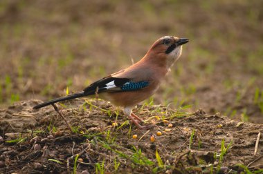 ortak jay, jay - garrulus glandarius