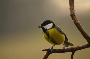 Tit - Parus major