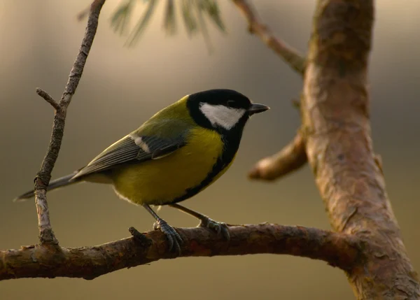 Tit - Parus major — Stock Photo, Image