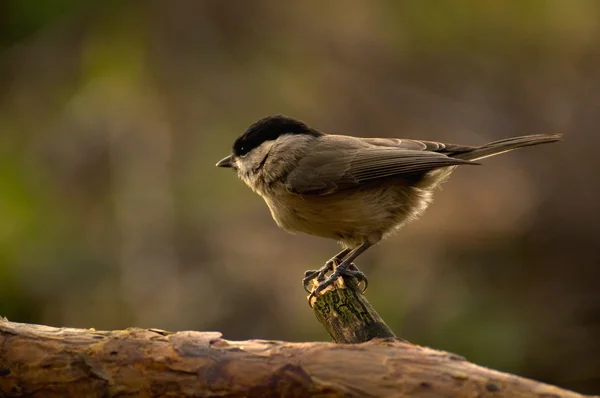 Siyah - poecile montanus — Stok fotoğraf