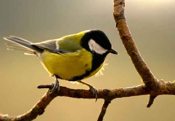 Sikora - parus major — Zdjęcie stockowe