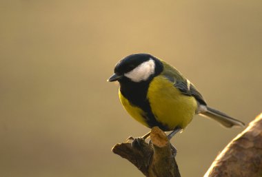 Tit - Parus major
