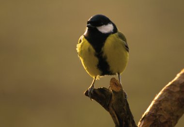 Tit - Parus major