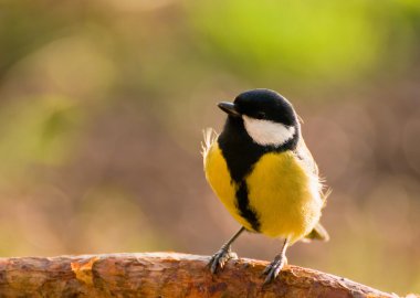 Tit - Parus major