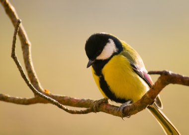 Tit - Parus major