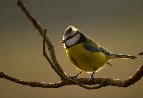 Herrerillo común, Herrerillo común, Herrerillo cyanistes tetas — Stockfoto