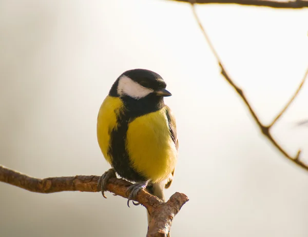 Chapim - real parus major — Fotografia de Stock