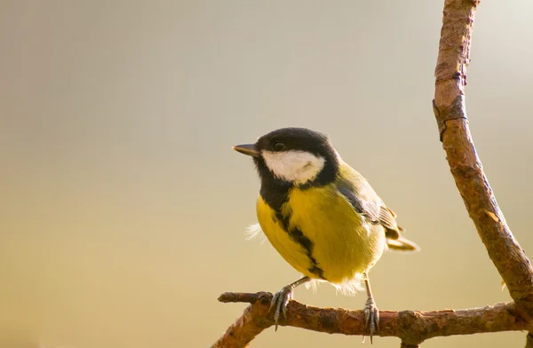 Sikora - parus major — Zdjęcie stockowe