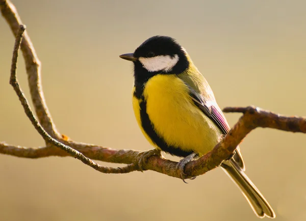 Sikora - parus major — Zdjęcie stockowe