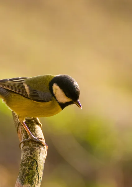 Tit - parus stora — Stockfoto