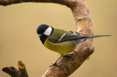 Tit - Parus major