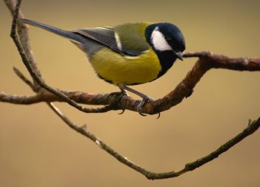 Tit - Parus major