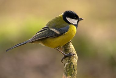 Tit - Parus major