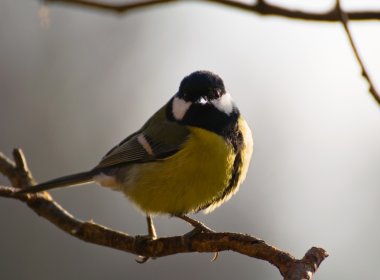 Tit - Parus major