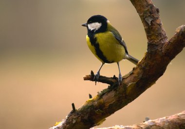 Tit - Parus major