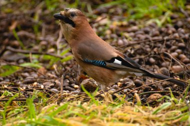 ortak jay, jay - garrulus glandarius