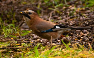 ortak jay, jay - garrulus glandarius