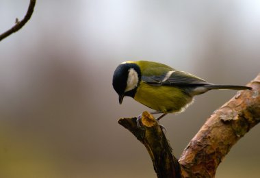 Tit - Parus major