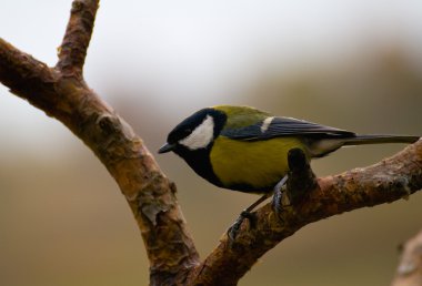 Tit - Parus major