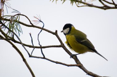 Tit - Parus major