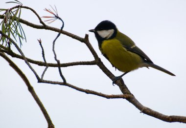 Tit - Parus major