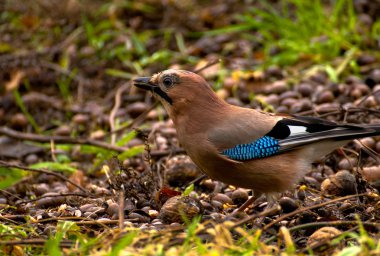 ortak jay, jay - garrulus glandarius
