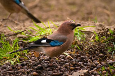 ortak jay, jay - garrulus glandarius