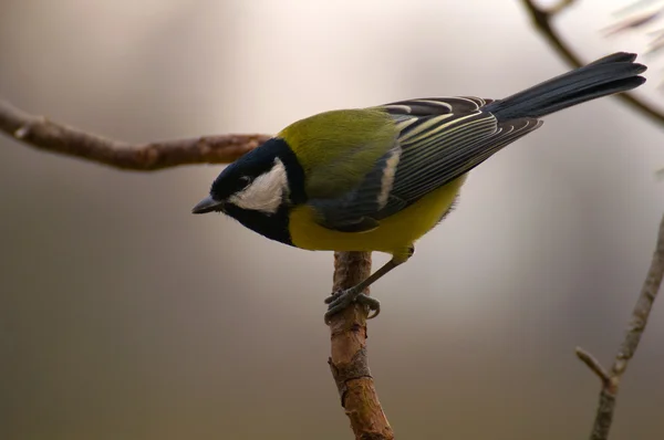 Chapim - real parus major — Fotografia de Stock