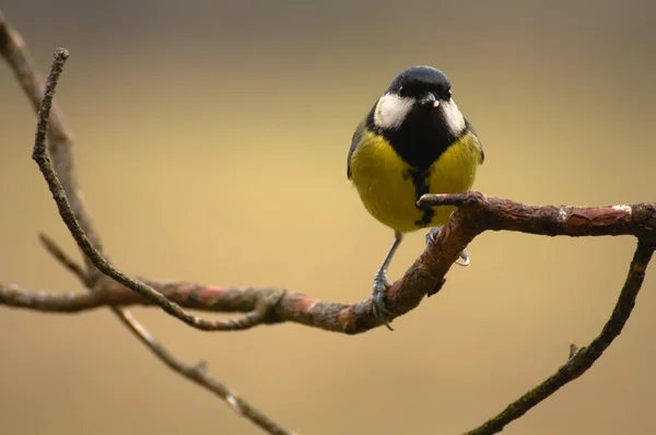 Tetas - parus mayor — Foto de Stock