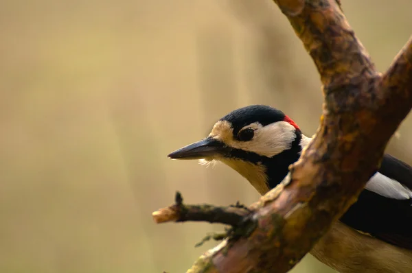 Dendrokopos major — Stockfoto