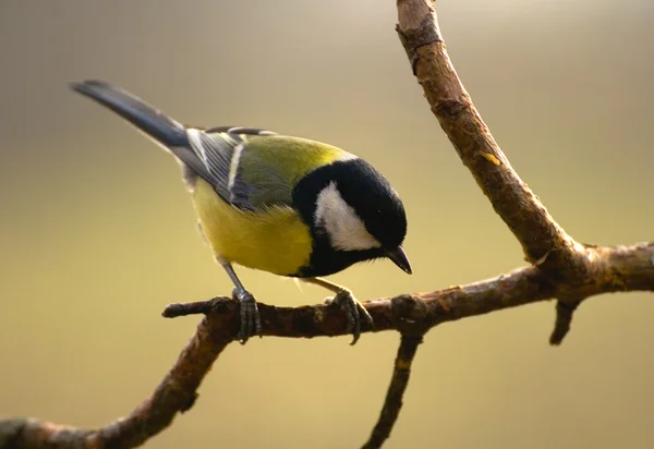 Тит - Parus major — стоковое фото