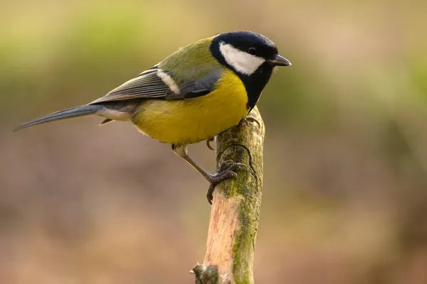 Chapim - real parus major — Fotografia de Stock