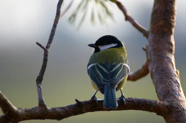 Tit - parus stora — Stockfoto