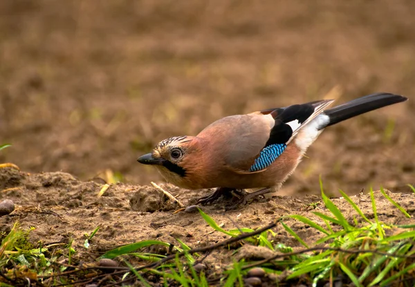 ortak jay, jay - garrulus glandarius