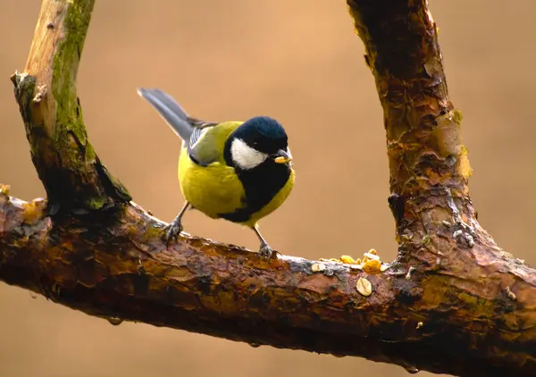 Chapim - real parus major — Fotografia de Stock