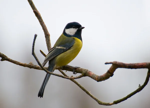 Sikora - parus major — Zdjęcie stockowe