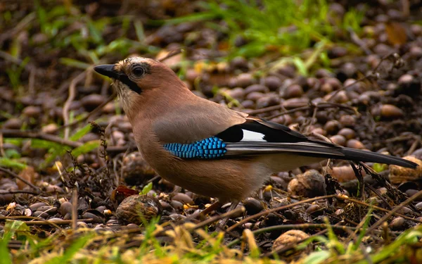 Comum Jay, Jay - Garrulus glandarius — Fotografia de Stock