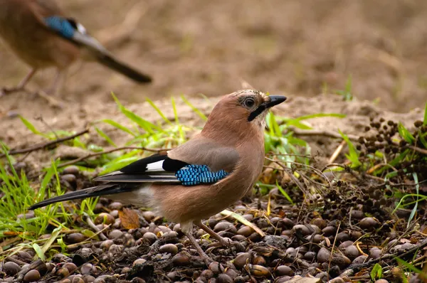 Wspólne jay, jay - garrulus glandarius — Zdjęcie stockowe