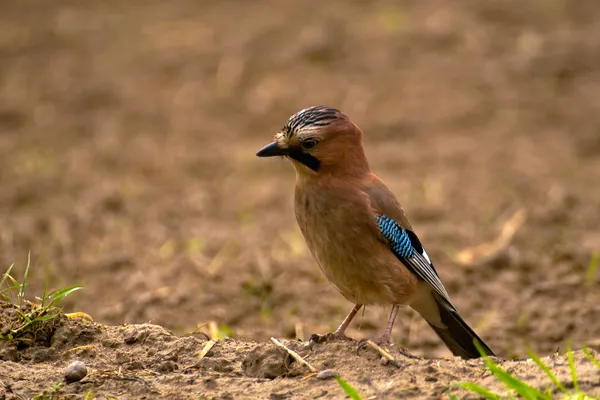 Společné jay, jay - garrulus glandarius — Stock fotografie