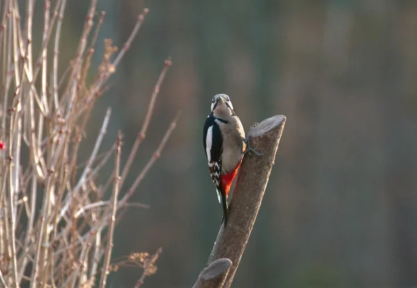 Ağaçkakan. — Stok fotoğraf