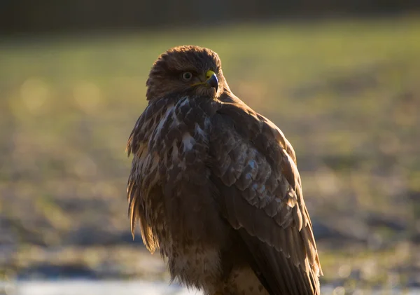 Mäusebussard — Stockfoto