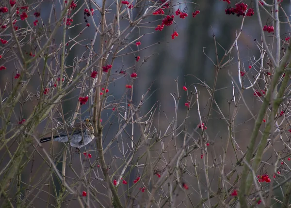 Fieldfare — Stok fotoğraf