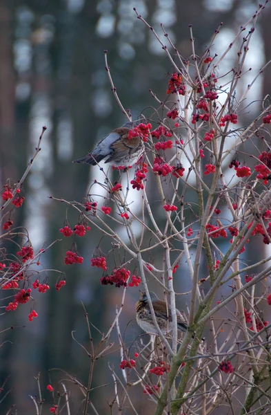 Fieldfare — Stock Photo, Image