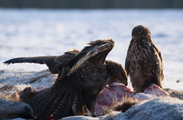 Buizerd — Stockfoto