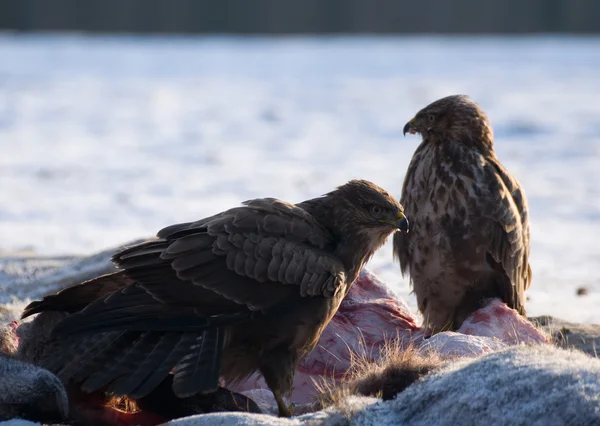 Mäusebussard — Stockfoto